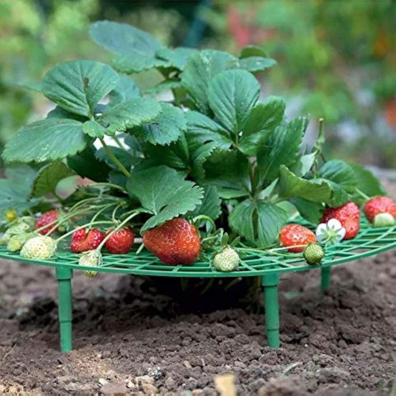 Iceyyyy 5 Pack Strawberry Plant Support - Strawberry Growing Racks with 4 Sturdy Legs - Strawberry Growing Frame Keep Berries Clean - Image 1